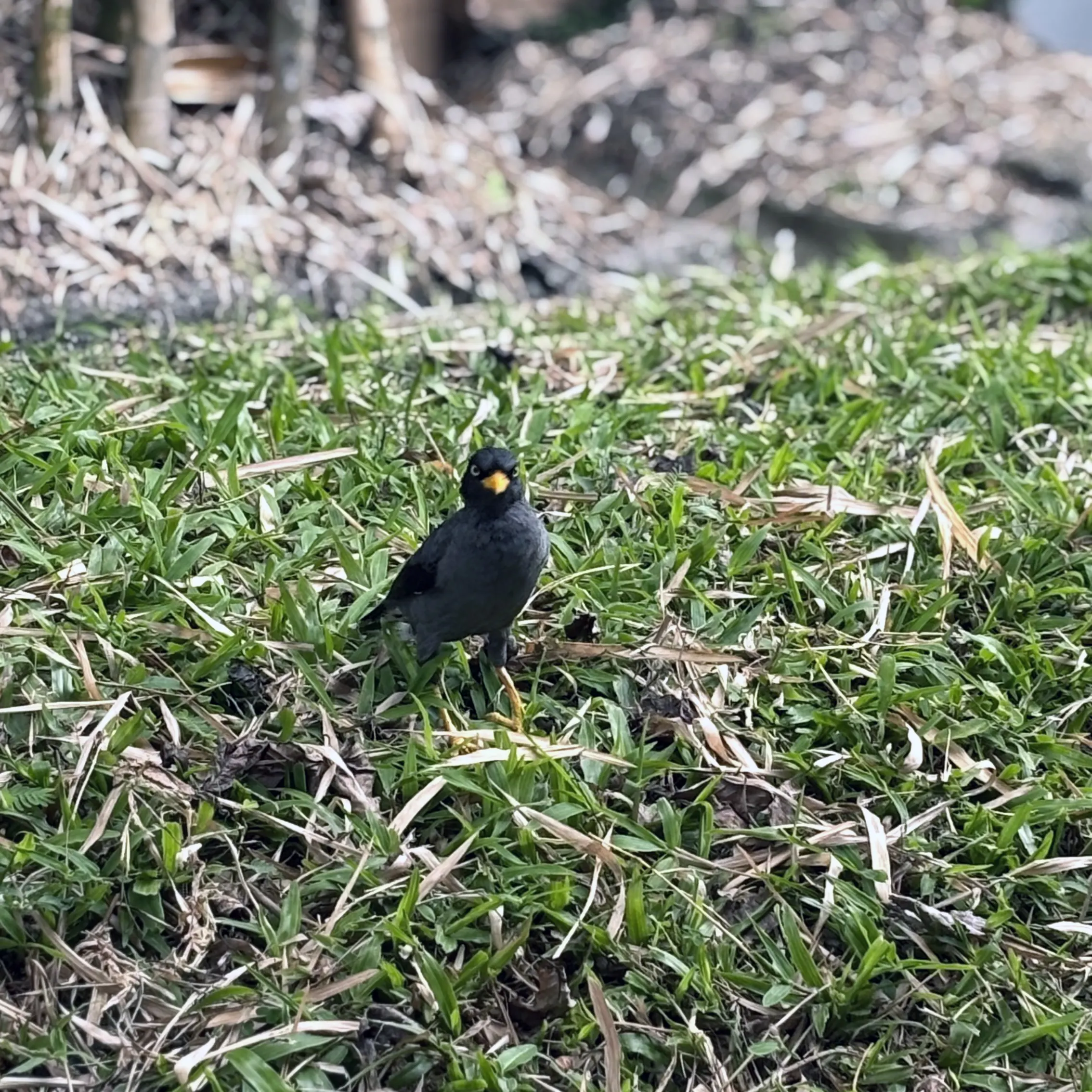 A small bird standing on the ground.
