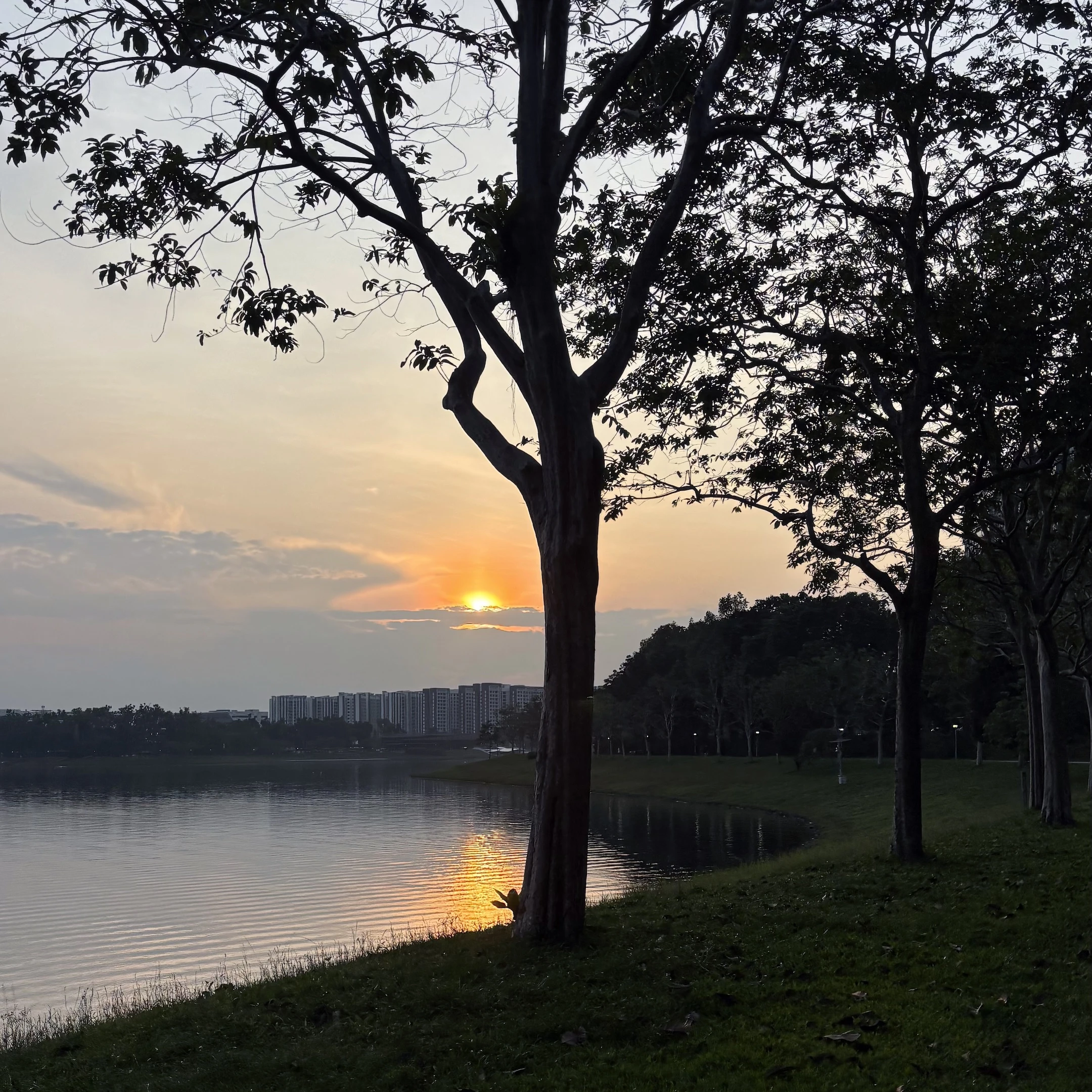 A tree is standing by the water.
