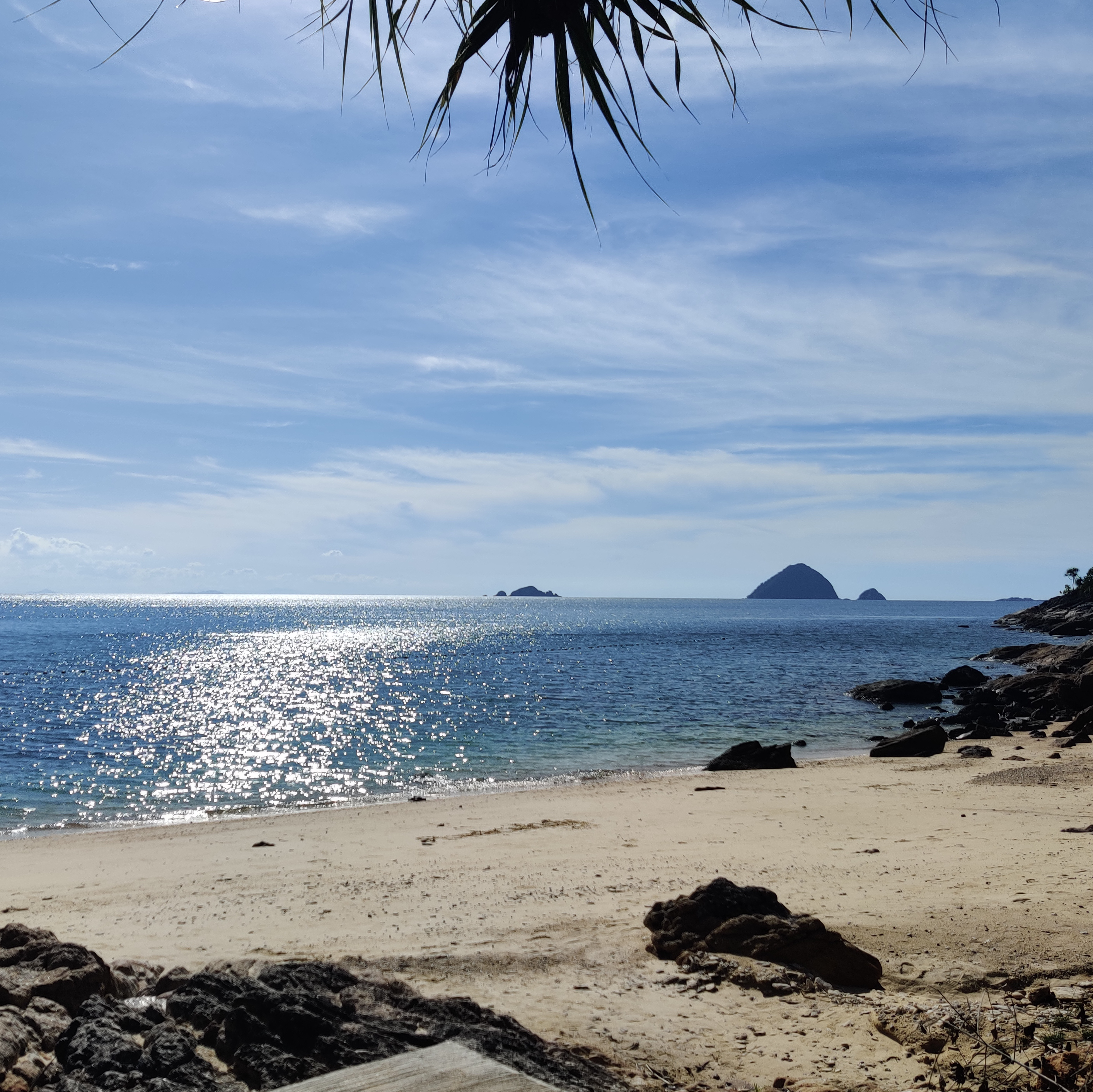 A beach with a palm tree and a body of water.