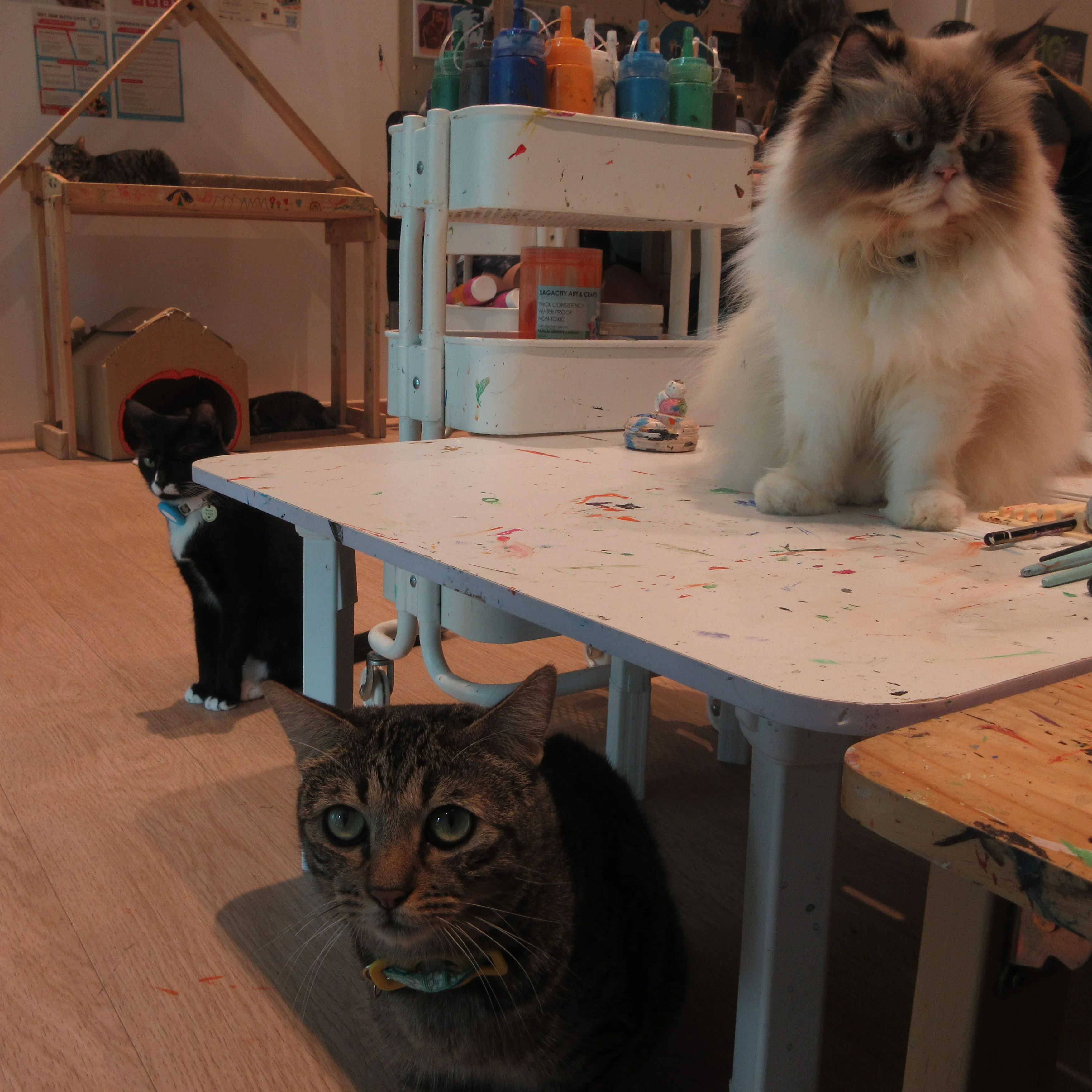 Art jamming with cats at Wildflower Studio.