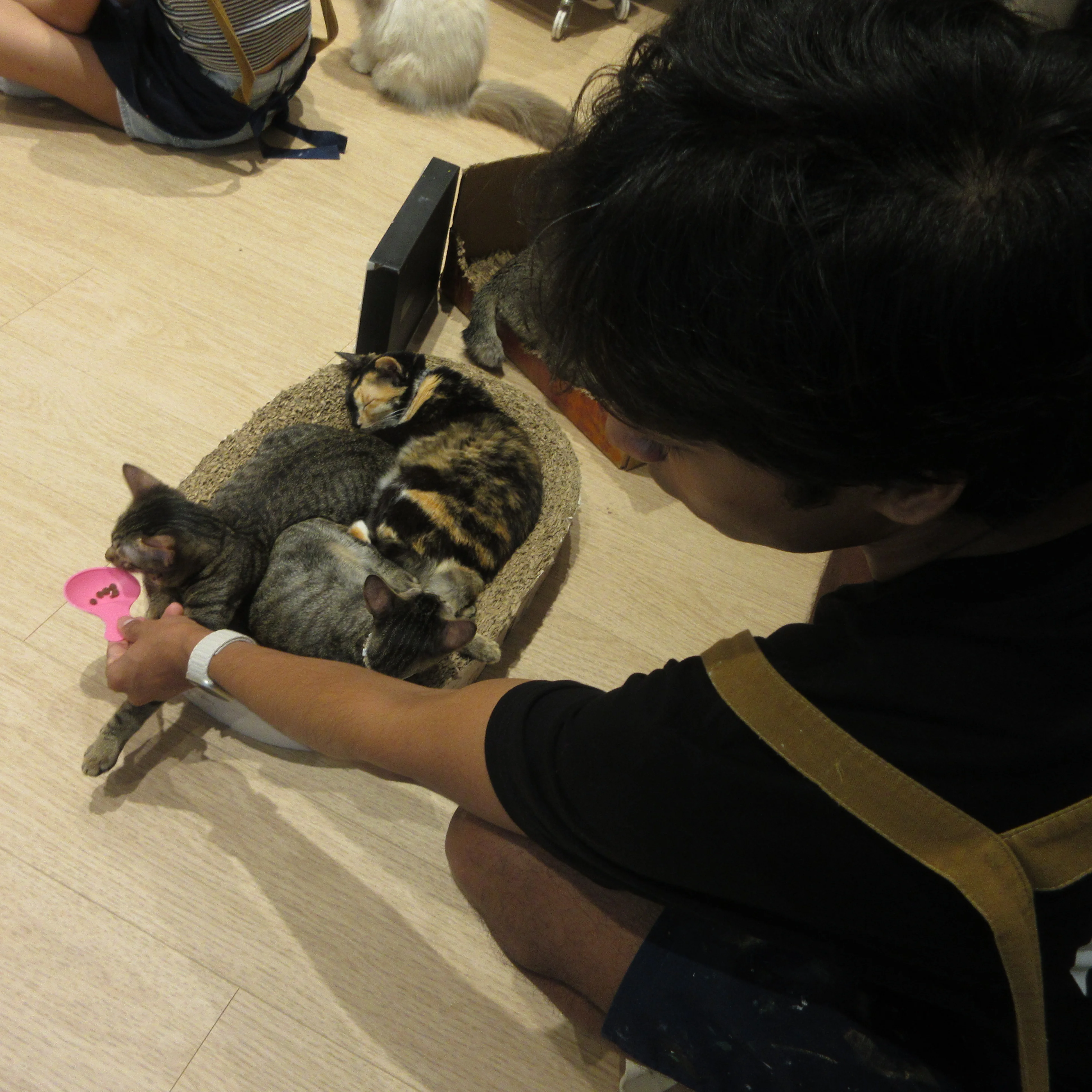 Inside Wildflower Studio with the cats.