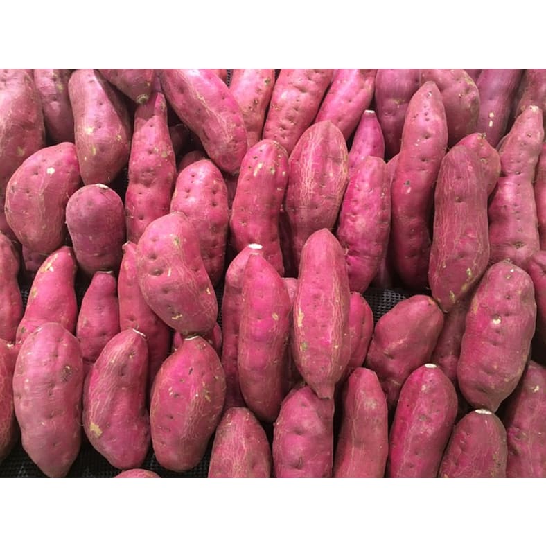 Sweet Potato