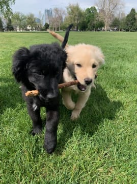 synthetic stick toy