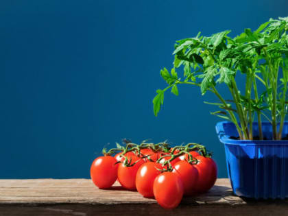 Рассада томатов вытянулась — вот как исправить ситуацию за 1 день: советует агроном Радзевская