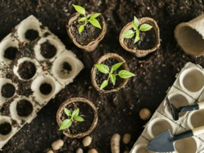 Никаких ящиков для рассады: Вот в чём выращивают её дачники с 30-летним стажем — не болеет и не вытягивается