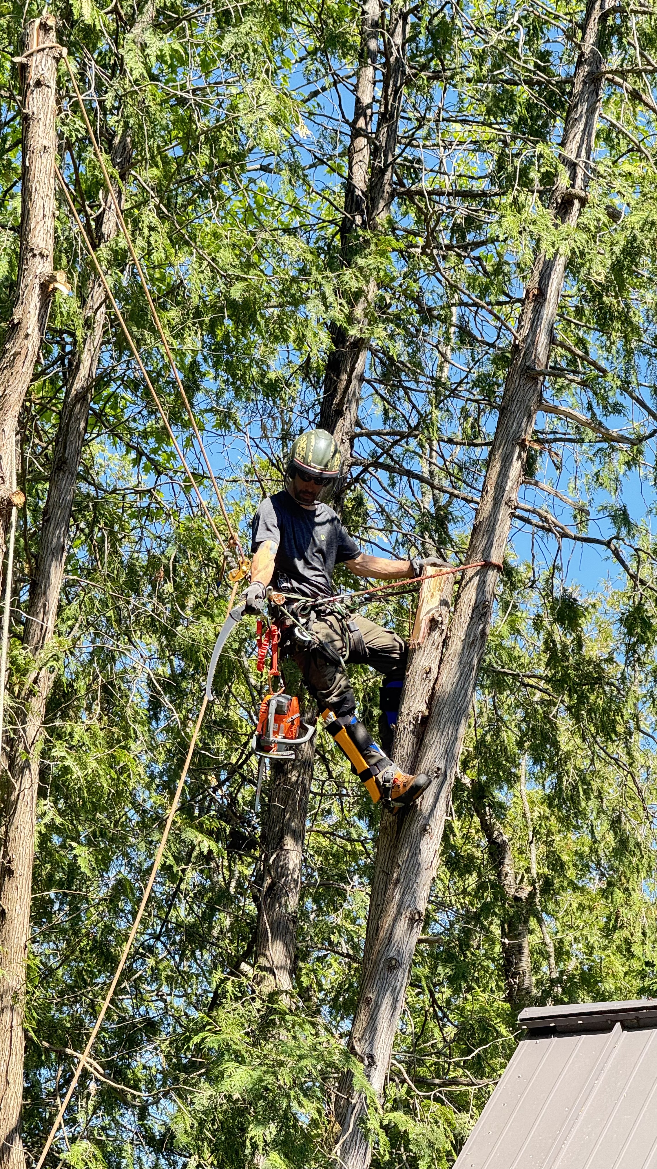 Équipe ArboSecur au travail