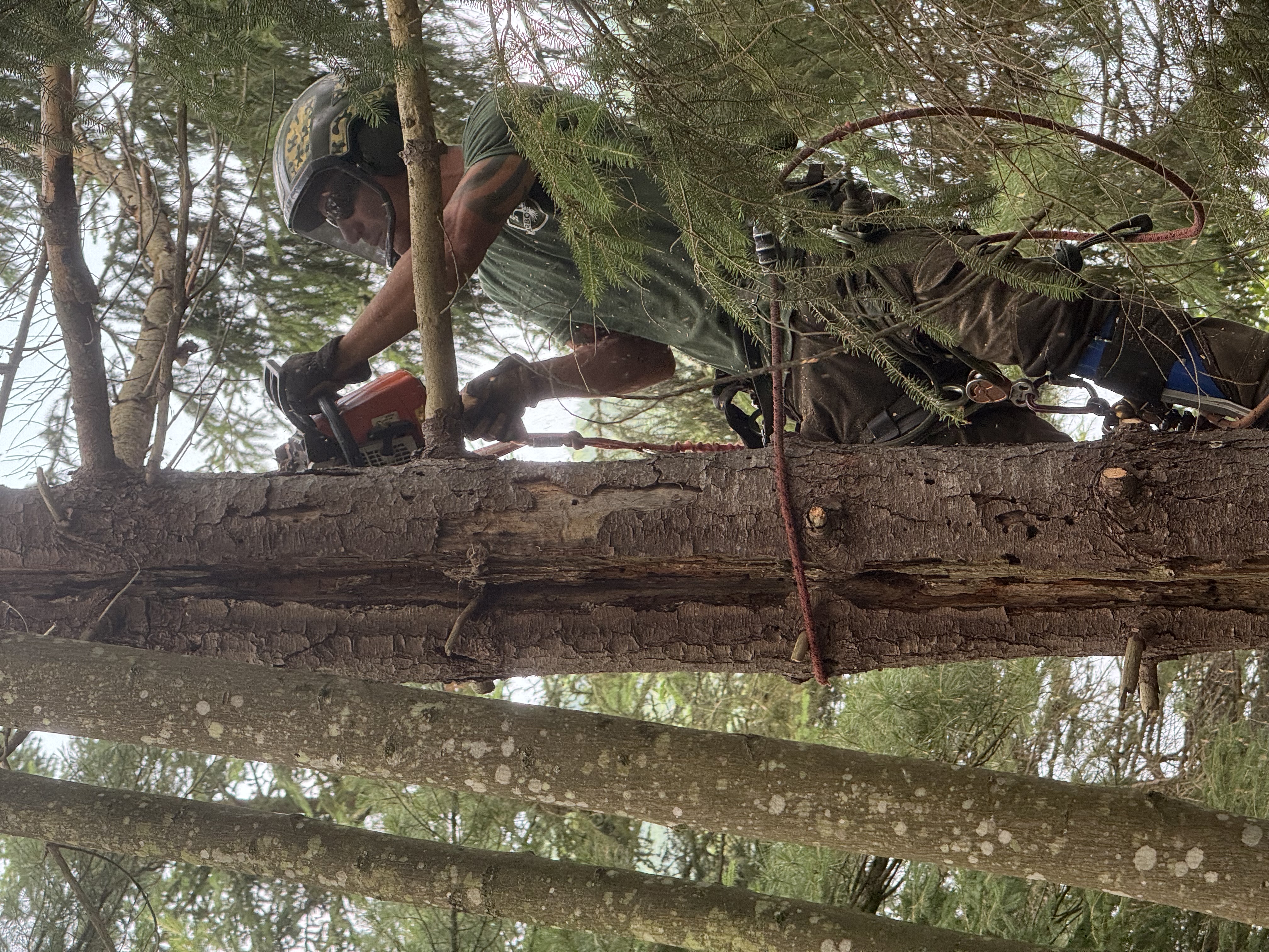 Services arboricoles ArboSecur