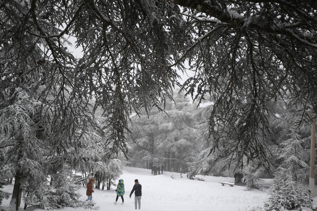 Chréa National Park — Cedar Forests & Barbary Macaques