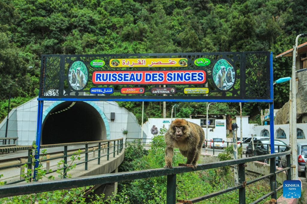Ruisseau des Singes — Gorges de la Chiffa