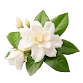 Jasmin flower — symbol of Blida culture