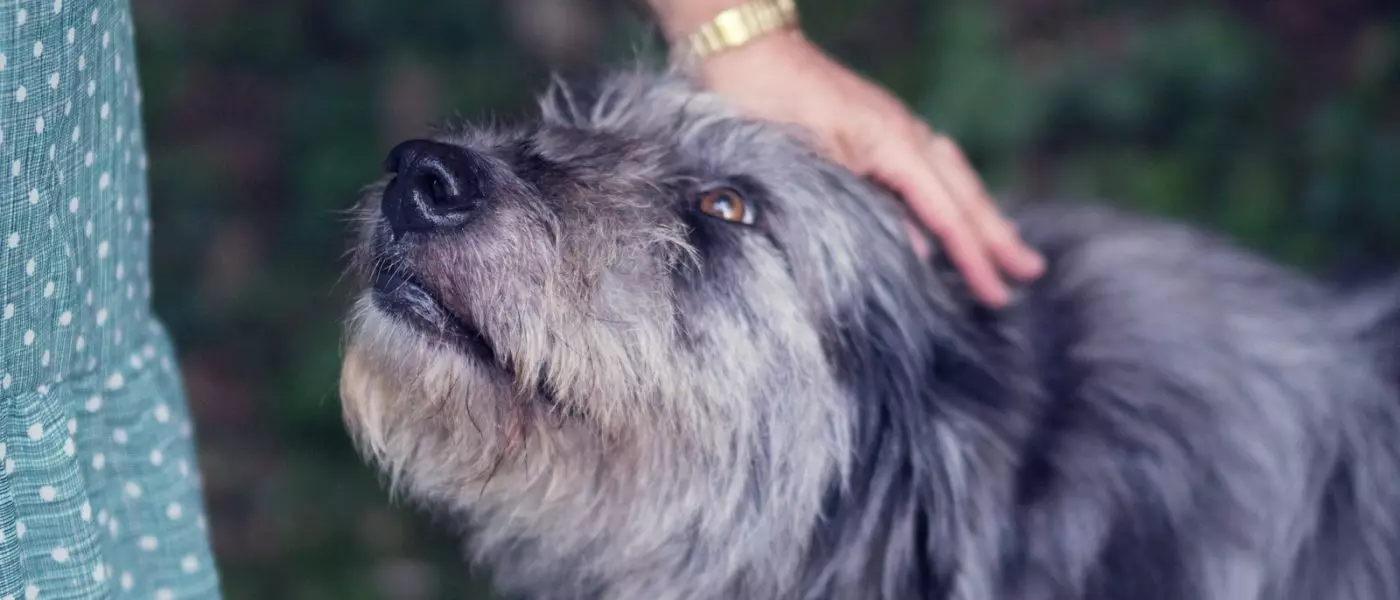 Día Mundial del Perro