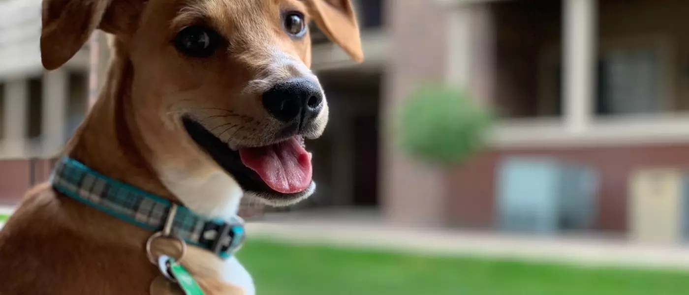 Conocé los mejores juegos para perros ansiosos