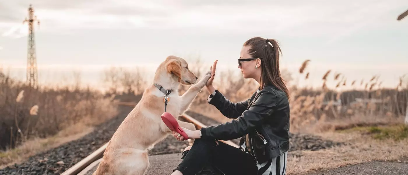 Cómo entrenar a tu perro