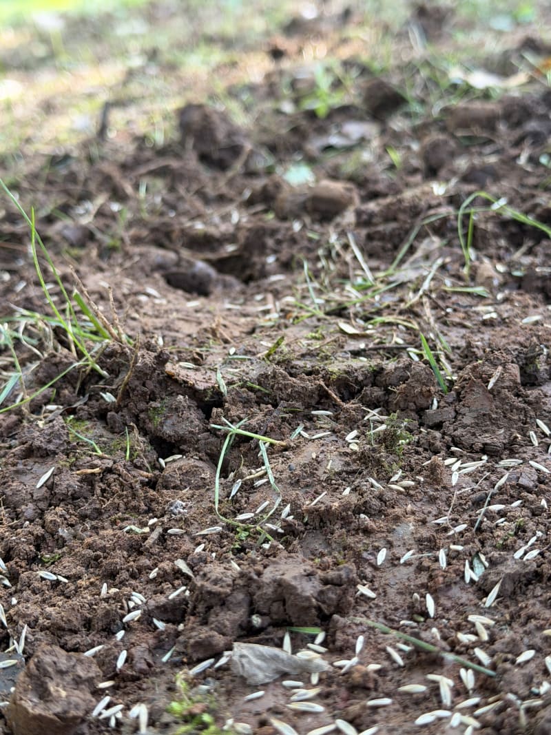 Close-up of grass seed scattered over bare, freshly aerated soil with a few green blades coming through