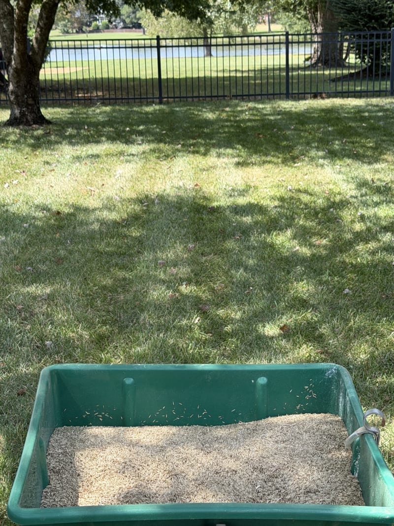Green seed hopper full of grass seed on a shaded lawn, with a black metal fence and a pond in the background
