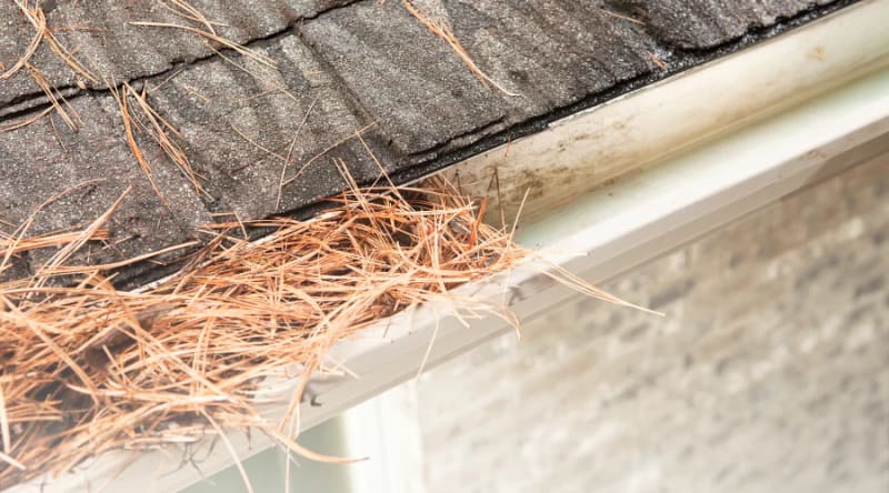 Clogged gutter with pine needle buildup in North Alabama