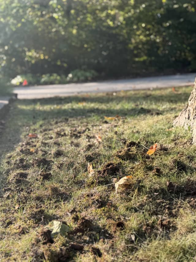 Close-up of freshly aerated turf beside a tree trunk, with soil cores and holes in thin grass, patches of moss and a few fallen leaves