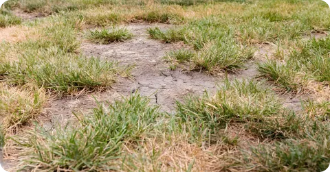 Custom Landscaping