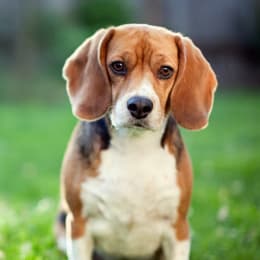 A photo of a Beagle