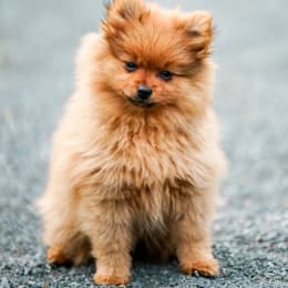 A photo of an orange Pomeranian puppy