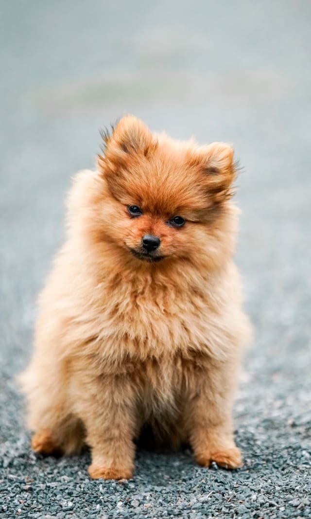 A photo of an orange Pomeranian puppy