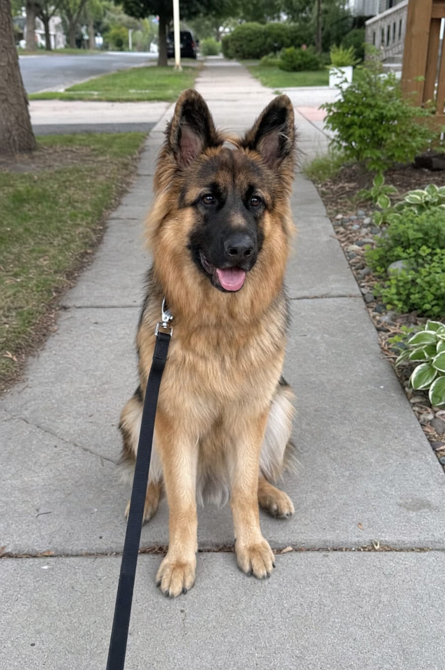 A photo of a dog