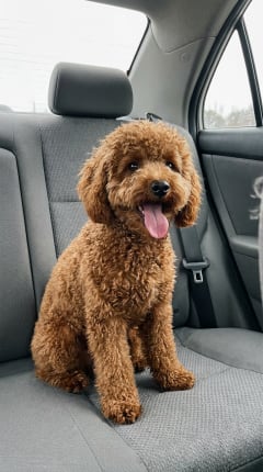 Danielle's photo of Rigby