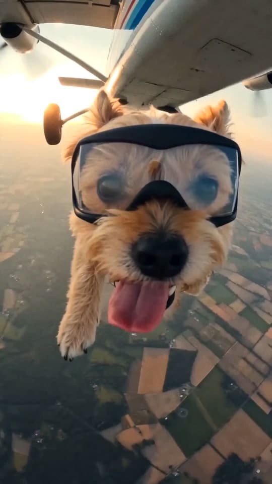 The Free Fall