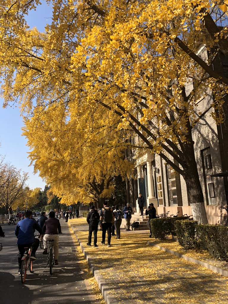 秋天学校里的银杏叶