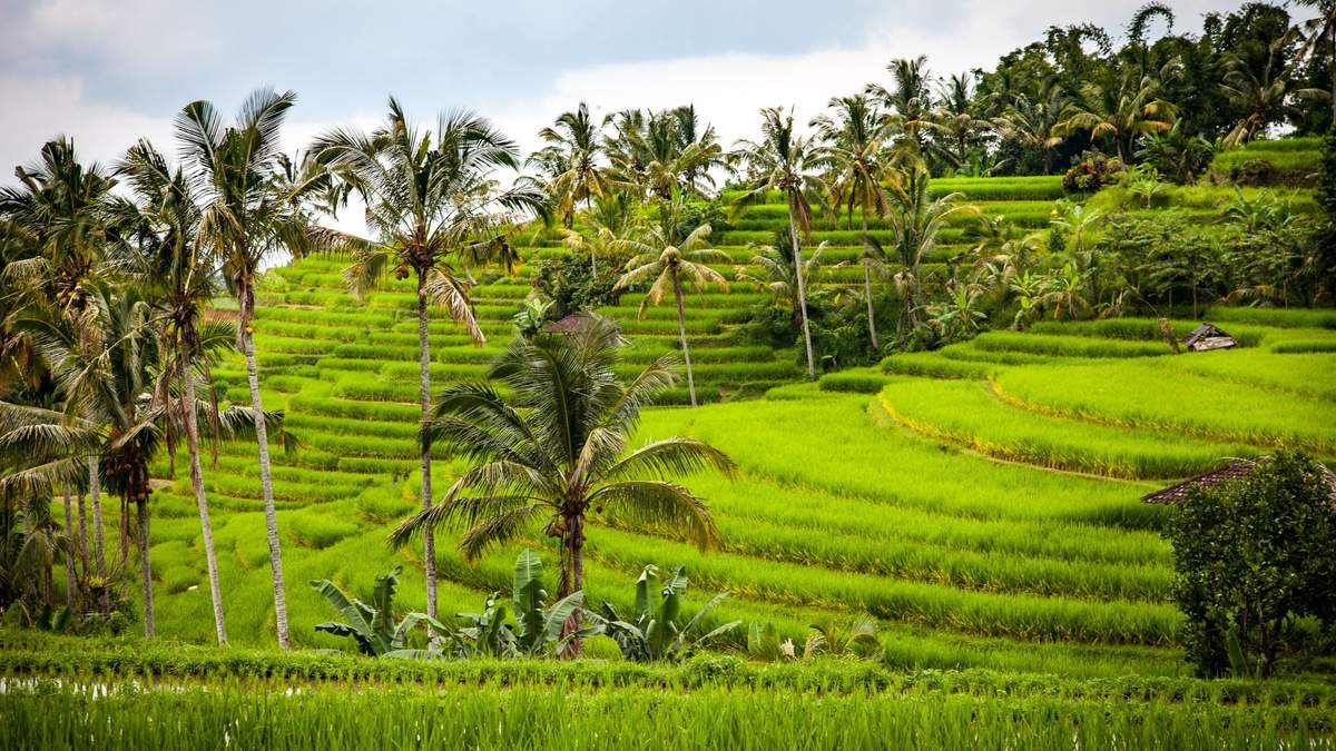 Bali Packages From Chandigarh