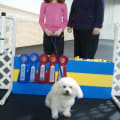 Michaela And "Zip", Their Way In Agility