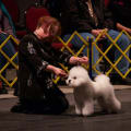 OTTAWA KENNEL CLUB SHOWS - A WINNING WEEKEND FOR "TONY"