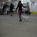 ROBBIE at the Shamrock Kennel & Ob.Club Show August 25/13