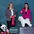 3 CHAMPION WEEKEND FOR DALNAVERT/LUVIT BICHON FRISE