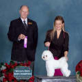 Kiera wins a SELECT in Calgary at the AKC show...