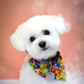 Happy bichon, happy family...
