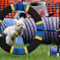MAGGIE ON THE AGILITY COURSE.... FLYING THROUGH THE HOOP !