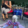 ICE IS THE #1 BICHON FRISE IN CANADA AND THE # 6 DOG IN CANADA