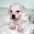 Bichon Puppies