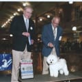 2009 American Bichon Frise Wins