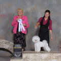 2011 Canadian Bichon Frise wins