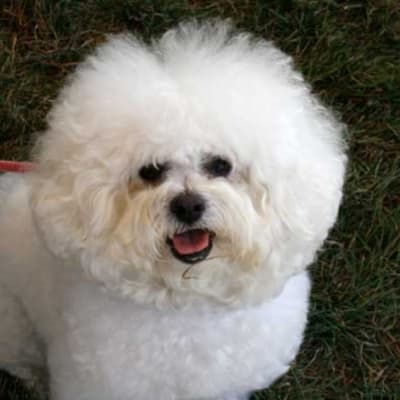 Photo from 2007 BFCC National Specialty