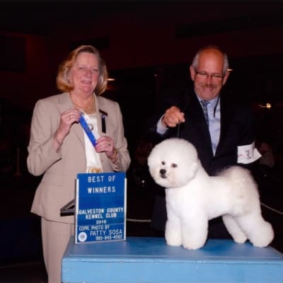 Photo from 2010 American Bichon Frise Wins