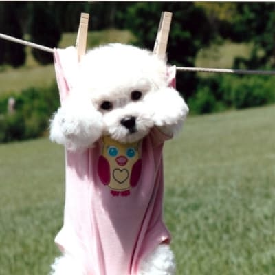 Photo from Bichon Puppies