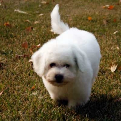 Photo from Bichon Puppies