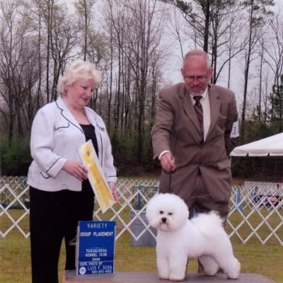 Photo from 2008 American Bichon Frise wins
