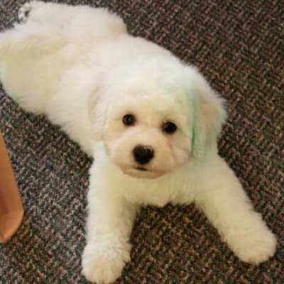 Photo from Bichon Puppies