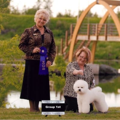 Photo from 2010 Canadian Bichon Frise Wins