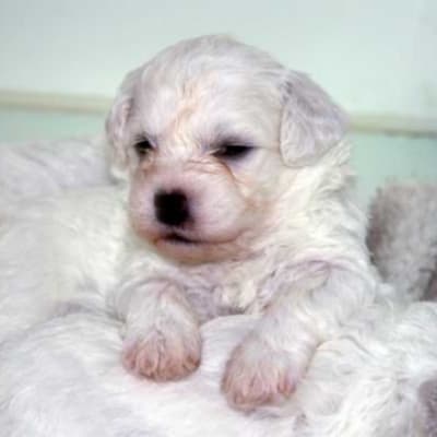 Photo from Bichon Puppies