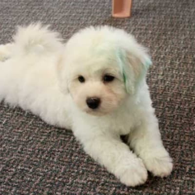 Photo from Bichon Puppies